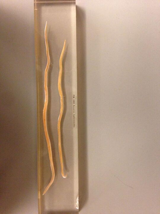 roundworms