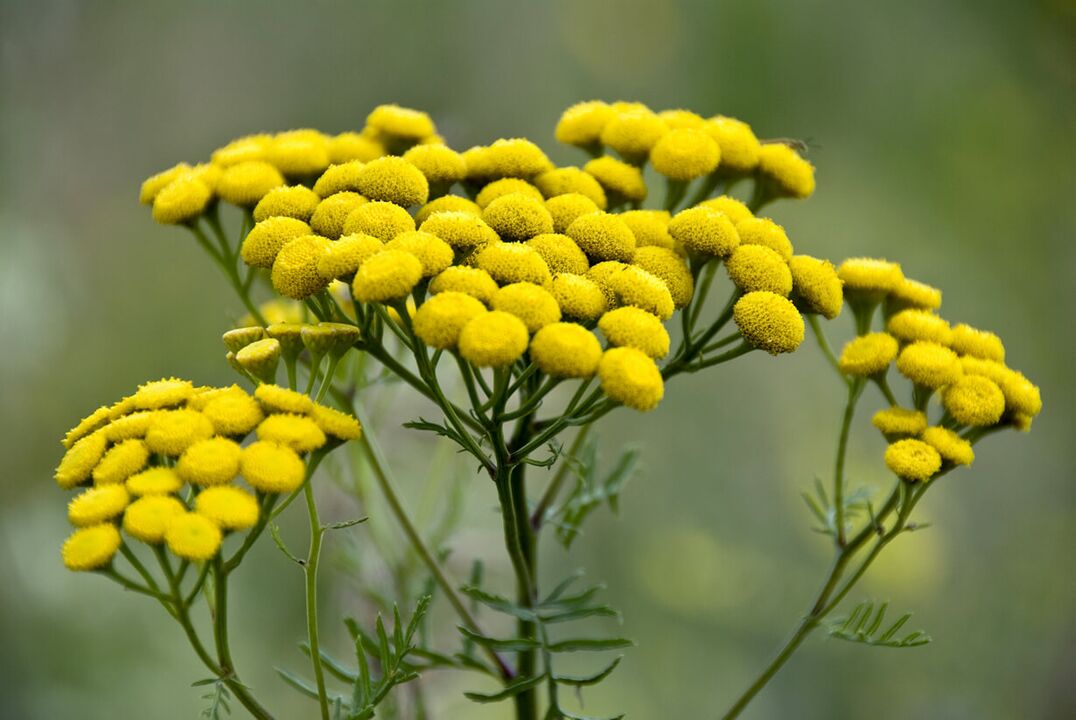 Use Tansy to eliminate worm invasion