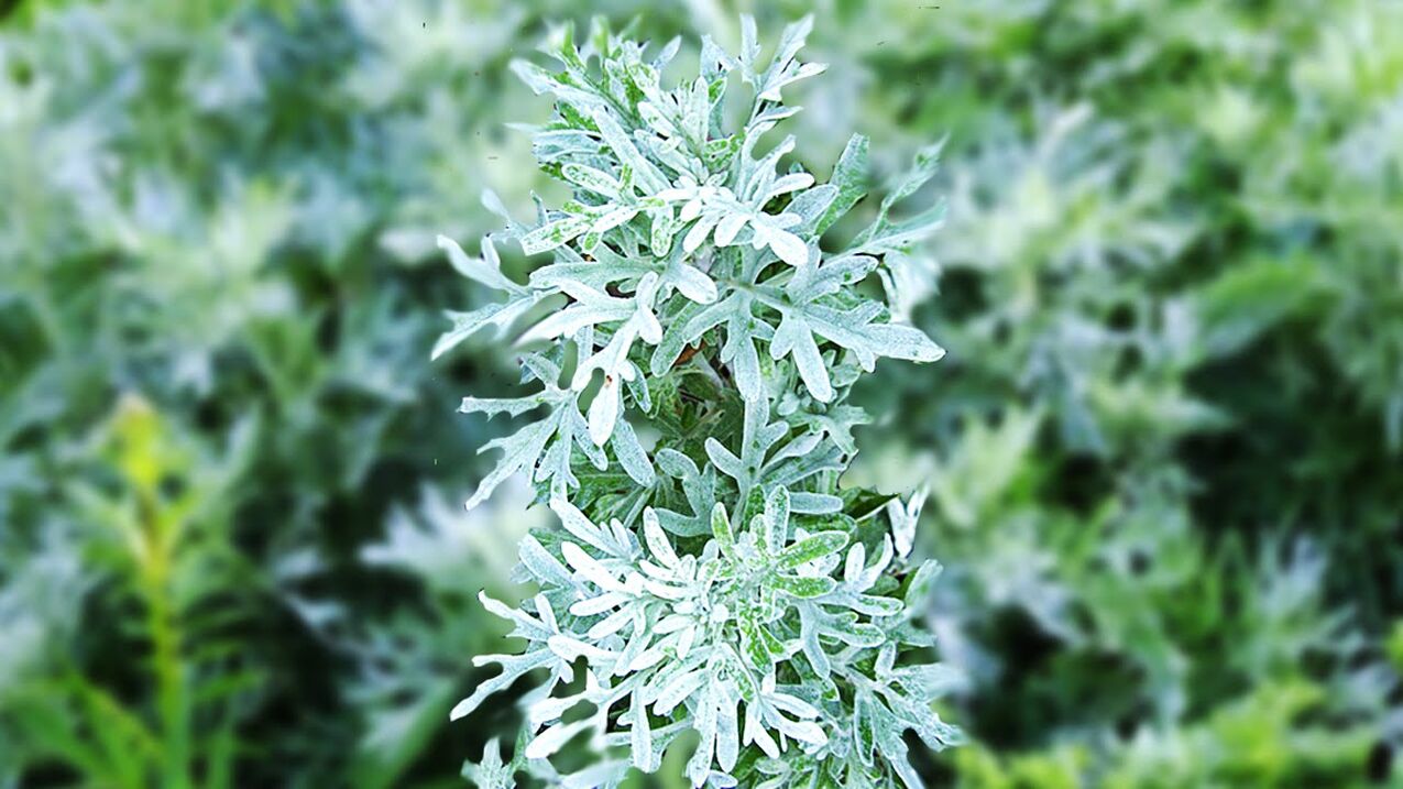 Wormwood is widely used to repel insects