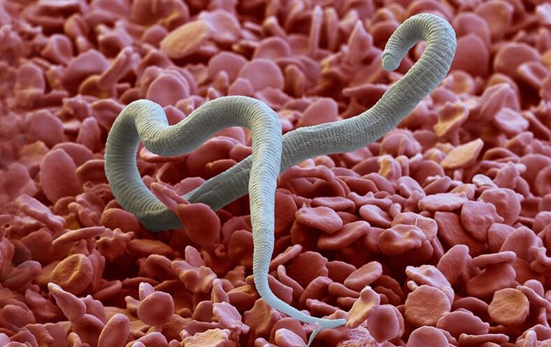 Dirofilaria-a parasite that enters the skin through insect bites