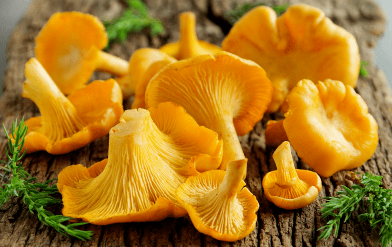 Cantharellus mushrooms from parasites