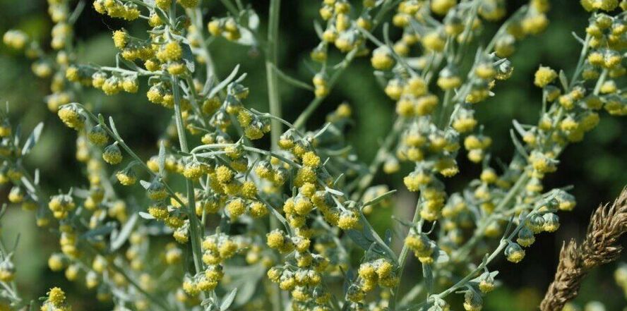 Wormwood Anti-Insect