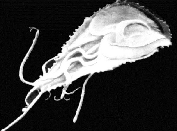 Giardia is a protozoan, flagellated parasite. 