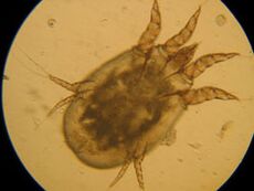 Check under the microscope