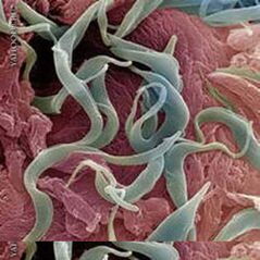worm
