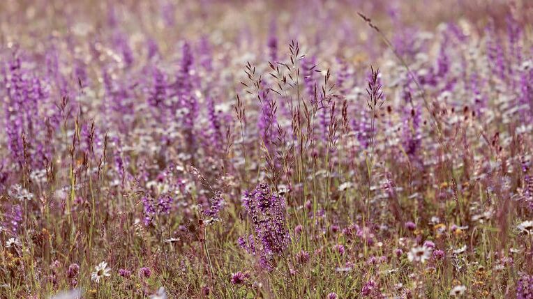 Sage from parasites