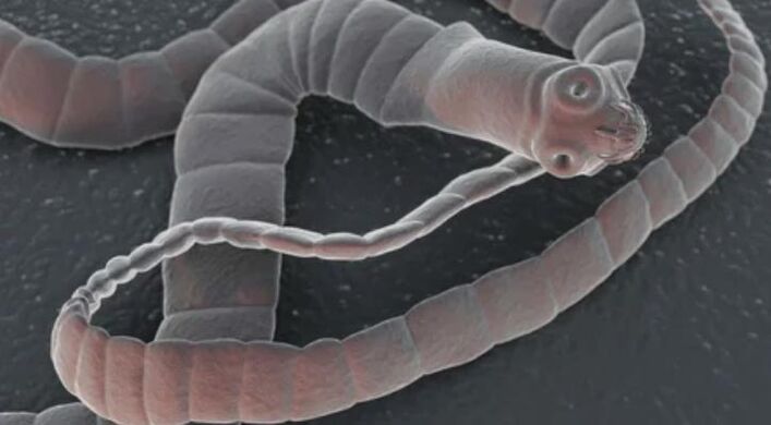 Ivory Worm